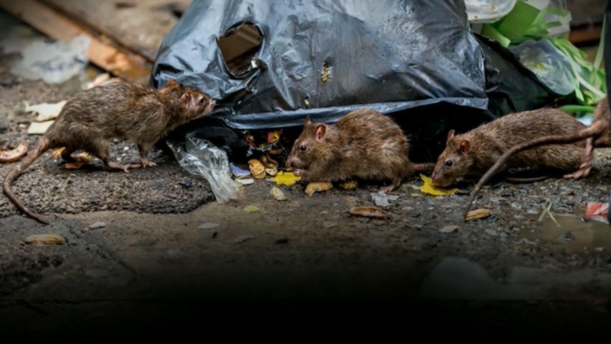 50 madrigueras activas de roedores en hipercentro de Quito pese a ...